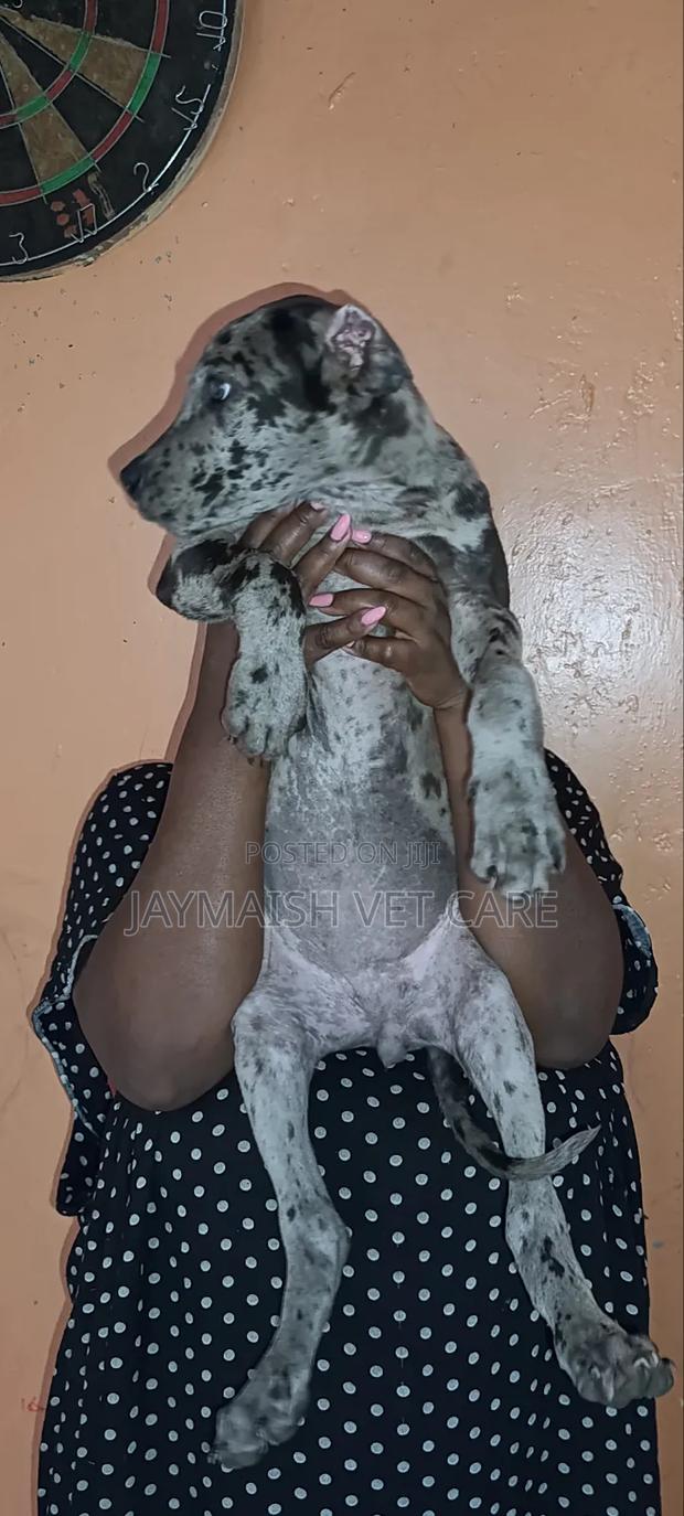 1-3 months Female Purebred Great Dane - thumbnail 7