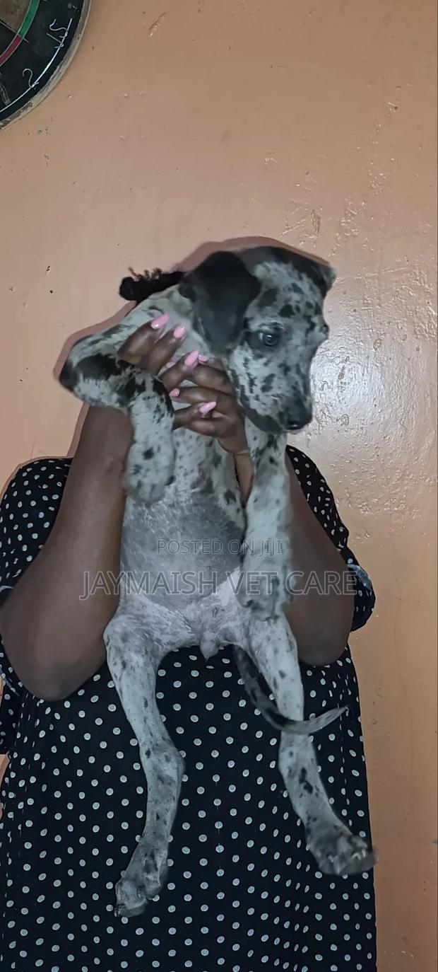 1-3 months Female Purebred Great Dane - thumbnail 8