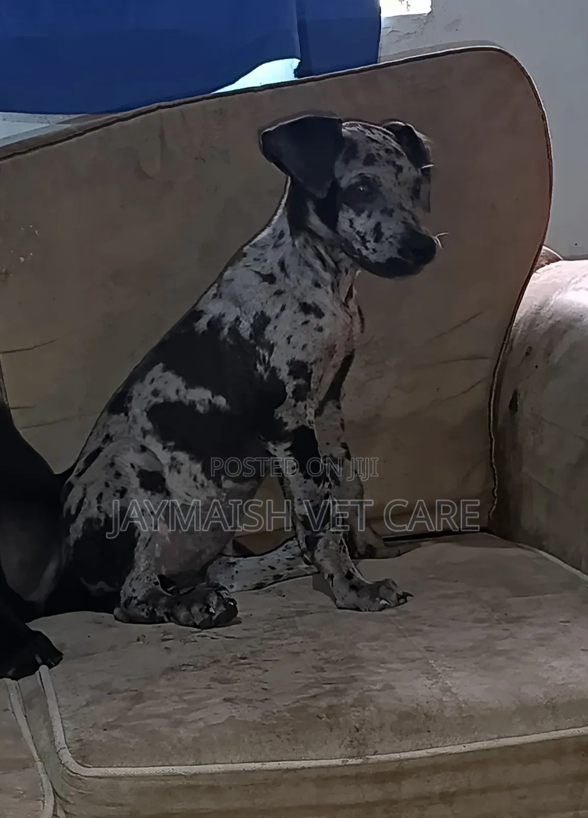 1-3 months Female Purebred Great Dane