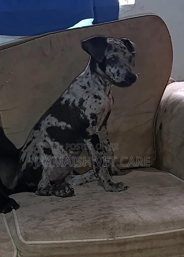 1-3 months Female Purebred Great Dane - thumbnail 9