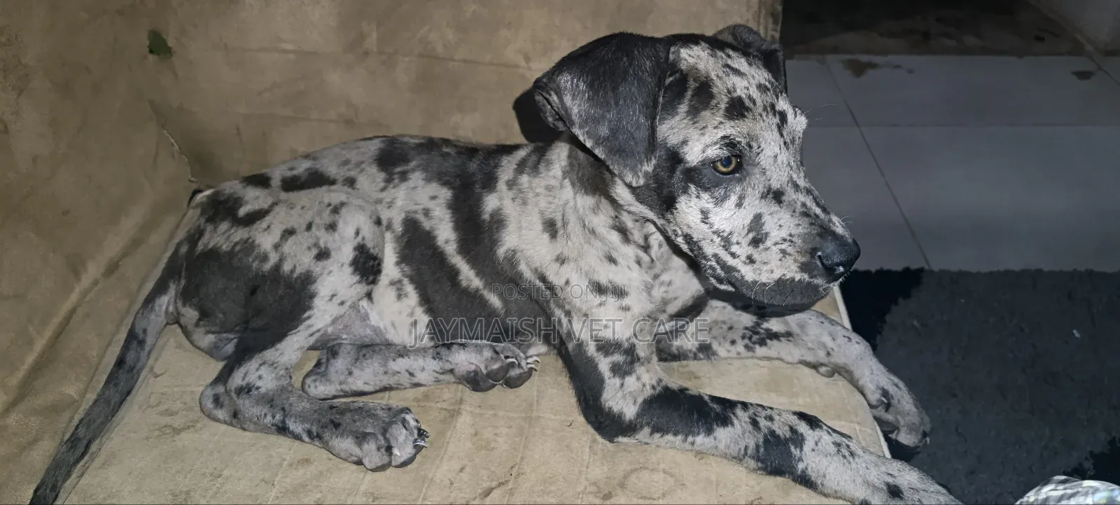 1-3 months Female Purebred Great Dane