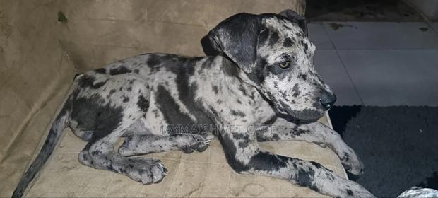 1-3 months Female Purebred Great Dane - thumbnail 10