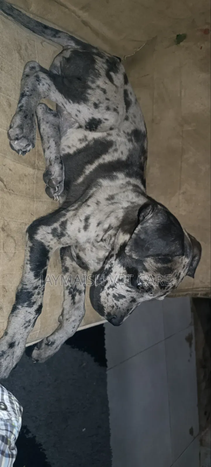 1-3 months Female Purebred Great Dane