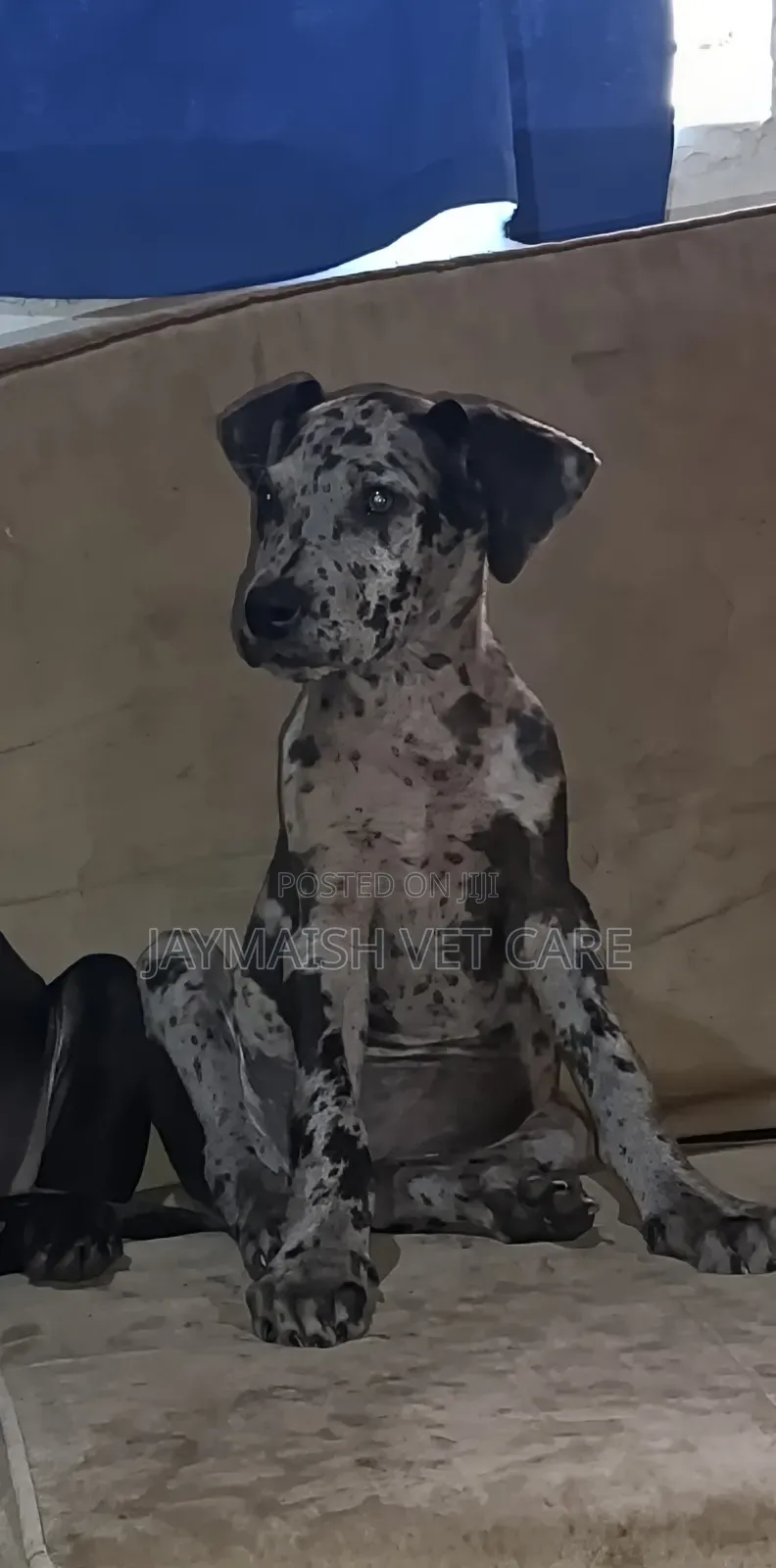 1-3 months Female Purebred Great Dane