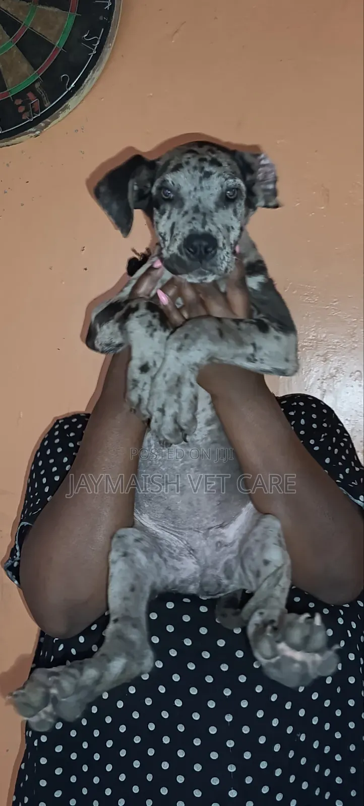 1-3 months Female Purebred Great Dane