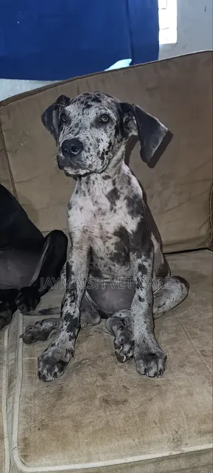 1-3 months Female Purebred Great Dane