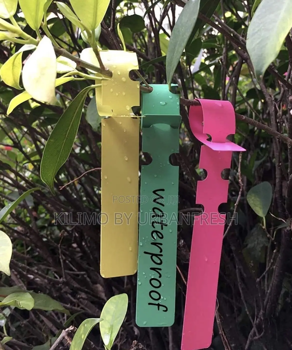 Plastic Plants Tags: Heart-Shaped, Hanging ,