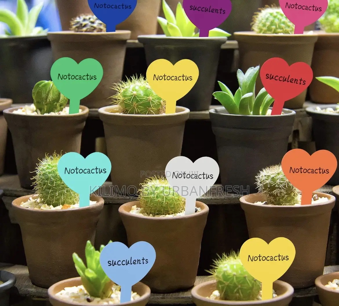 Plastic Plants Tags: Heart-Shaped, Hanging ,