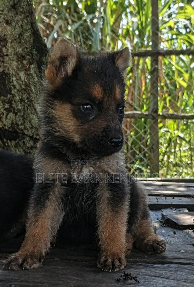 1-3 months Male Purebred German Shepherd - main view
