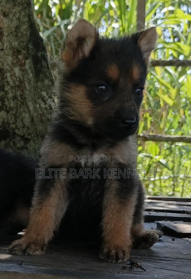 1-3 months Male Purebred German Shepherd - thumbnail 3