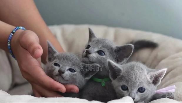 1-3 months Male Purebred Russian Blue