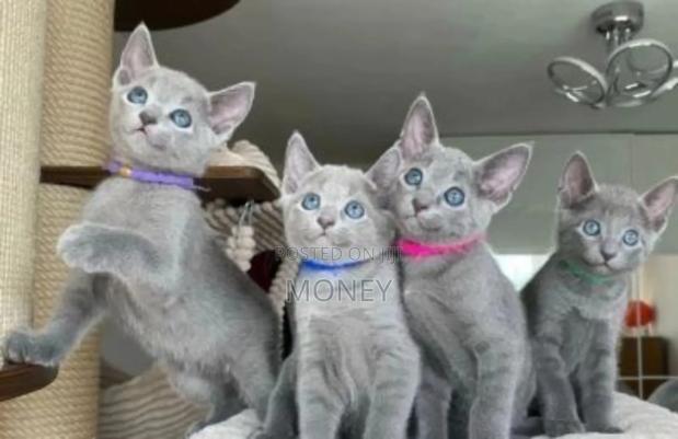 1-3 months Male Purebred Russian Blue - thumbnail 3