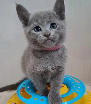 1-3 months Male Purebred Russian Blue