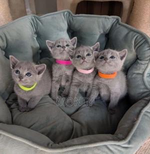 1-3 months Male Purebred Russian Blue - thumbnail 2