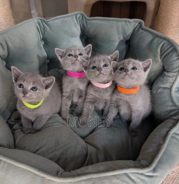 1-3 months Male Purebred Russian Blue - main view