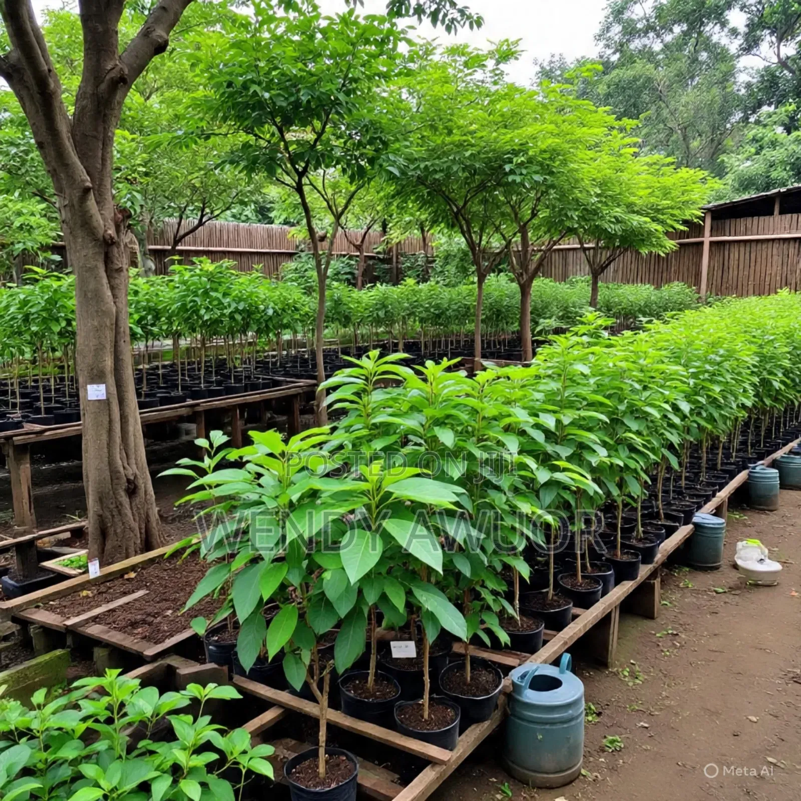A Lush Tree Nursery With Young Saplings