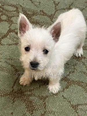 3-6 months Male Purebred West Highland White Terrier - thumbnail 2