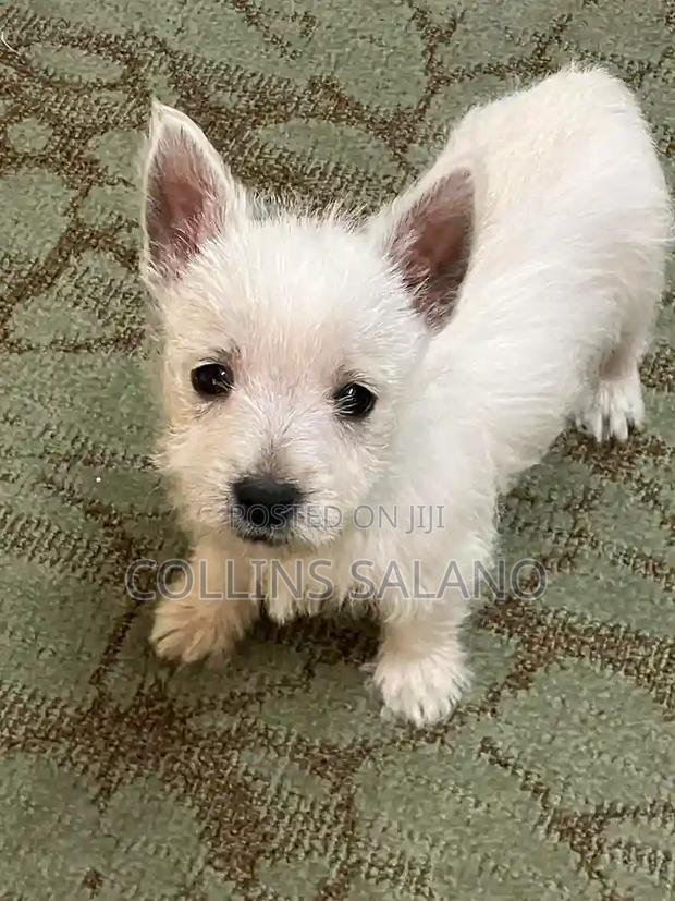 3-6 months Male Purebred West Highland White Terrier