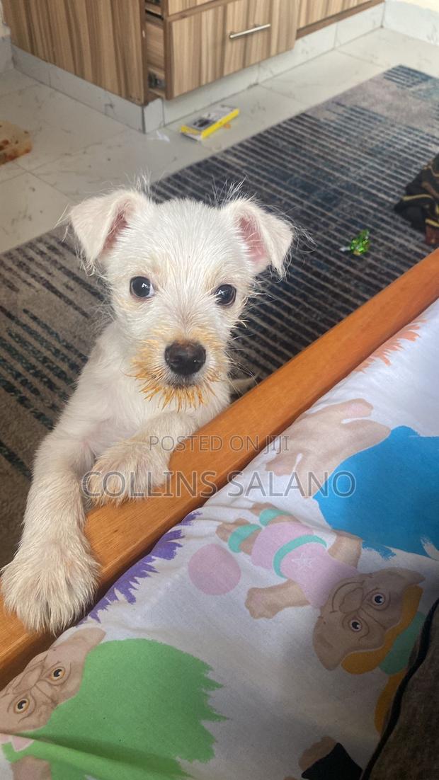 3-6 months Male Purebred West Highland White Terrier - thumbnail 4