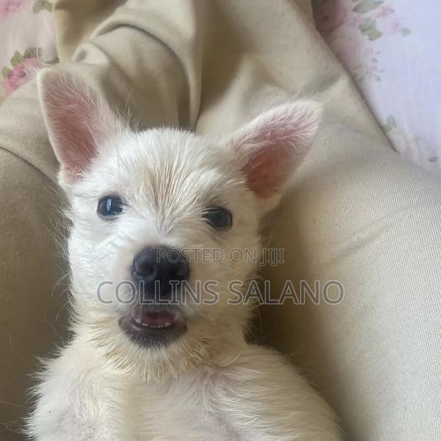 3-6 months Male Purebred West Highland White Terrier - thumbnail 5