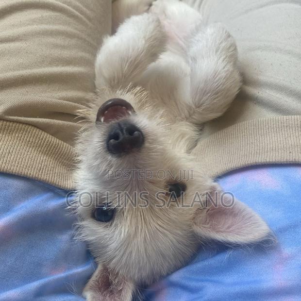 3-6 months Male Purebred West Highland White Terrier - thumbnail 6