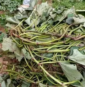 Super K Vines Tuberless Sweet Potato Vines