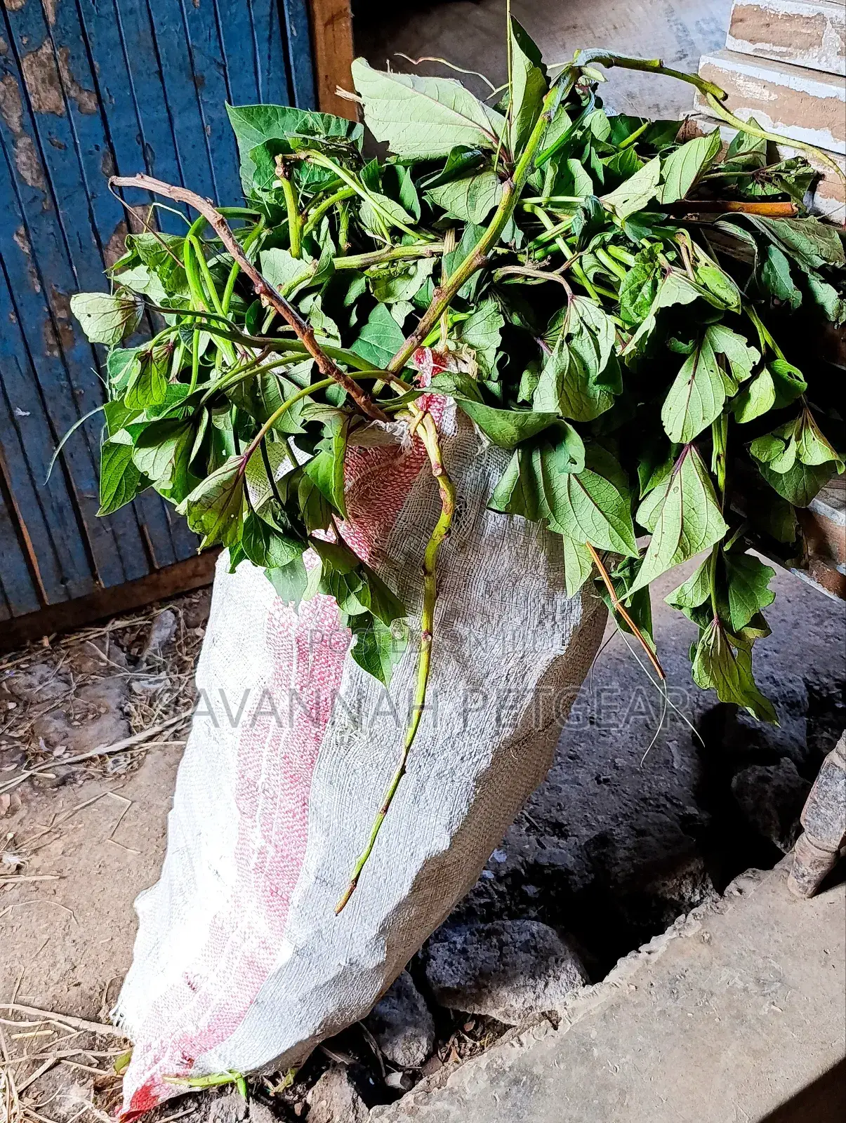Super K Vines Tuberless Sweet Potato Vines