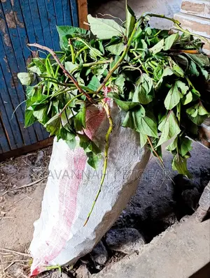 Super K Vines Tuberless Sweet Potato Vines