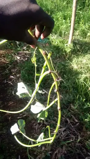 Super K Vines Tuberless Sweet Potato Vines