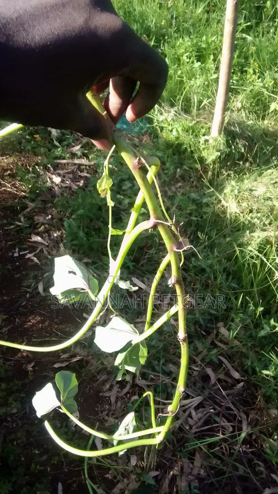 Super K Vines Tuberless Sweet Potato Vines