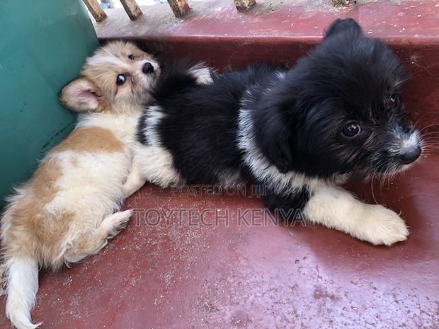 1-3 months Male Purebred Japanese Spitz - thumbnail 3
