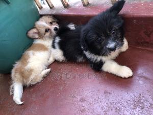 1-3 months Male Purebred Japanese Spitz - thumbnail 2
