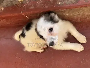1-3 months Male Purebred Japanese Spitz