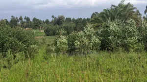 One Acre Land for Sell in Amuka Center Transzoia Kitale