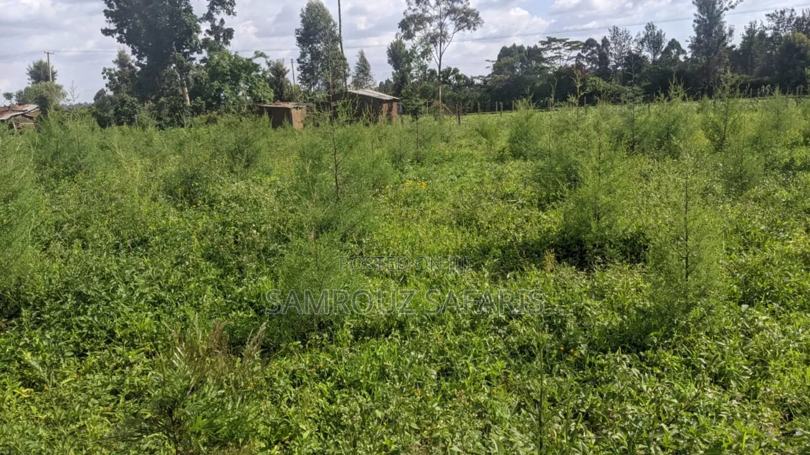 One Acre Land for Sell in Amuka Center Transzoia Kitale