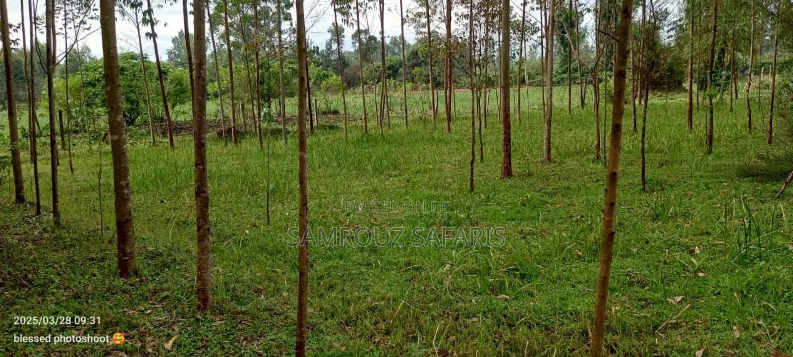 One Acre Land for Sell in Amuka Center Transzoia Kitale
