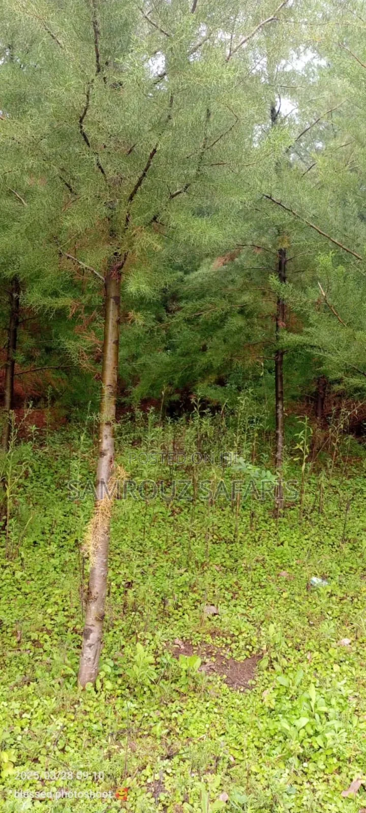One Acre Land for Sell in Amuka Center Transzoia Kitale