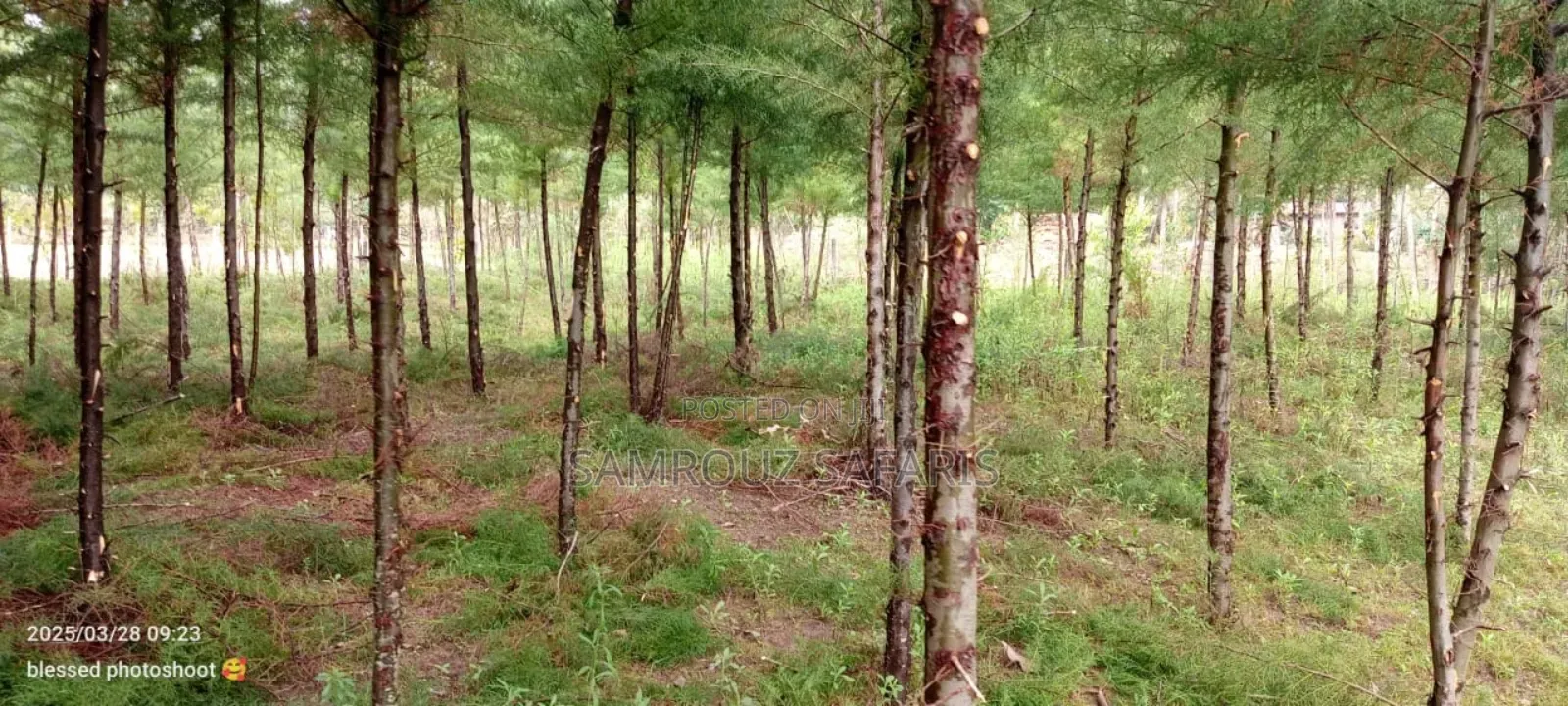 One Acre Land for Sell in Amuka Center Transzoia Kitale