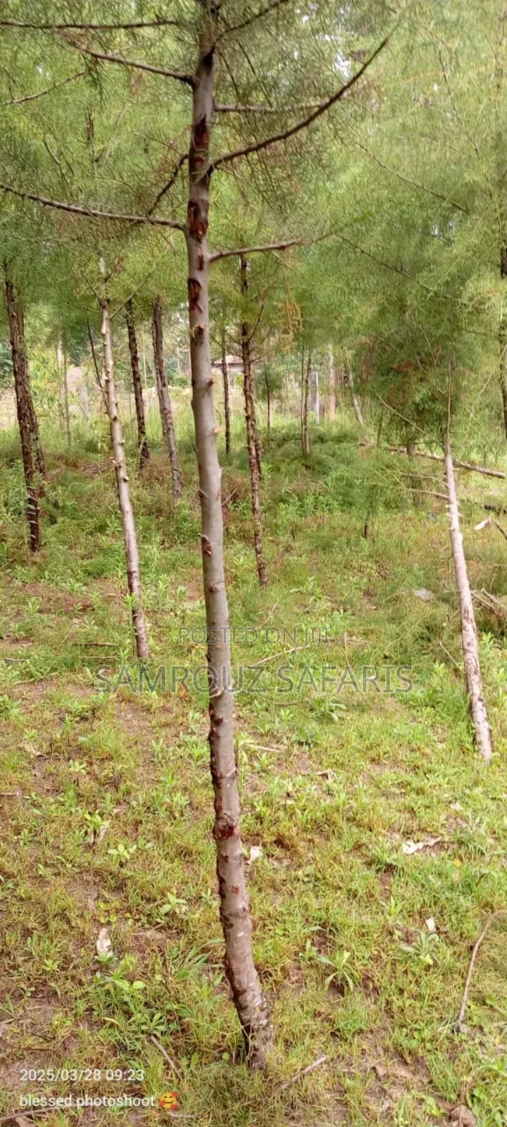 One Acre Land for Sell in Amuka Center Transzoia Kitale