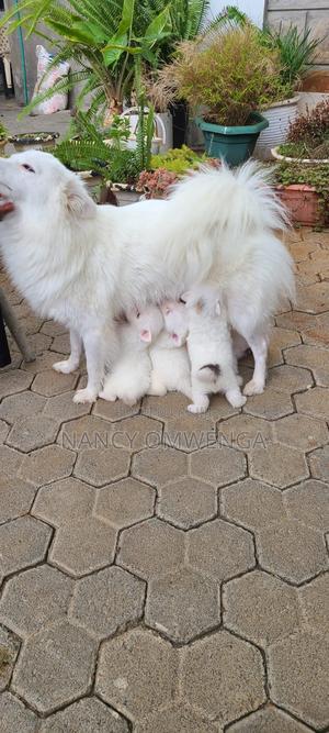 3-6 months Female Purebred Japanese Spitz - thumbnail 2