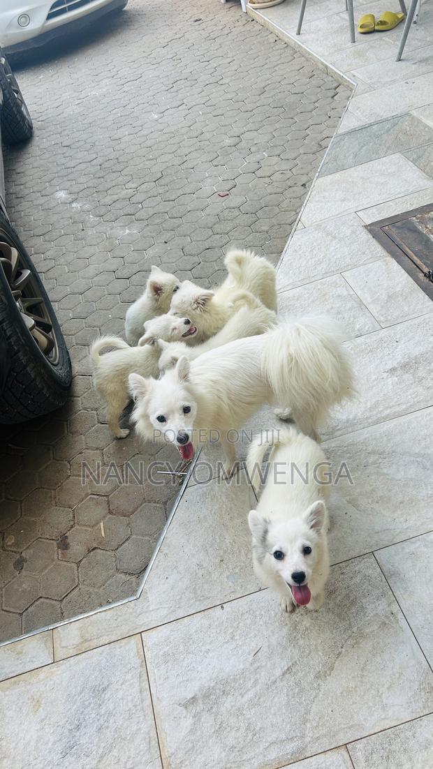 3-6 months Female Purebred Japanese Spitz - thumbnail 3