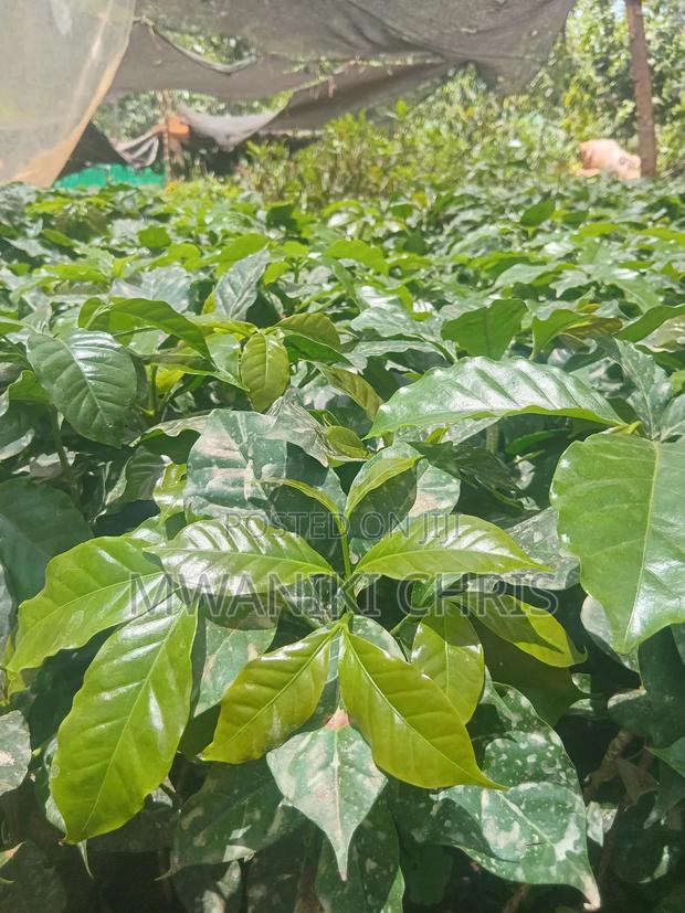 Grafted Coffee Ruiru 11 Seedlings - main view