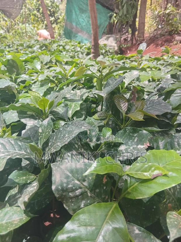Grafted Coffee Ruiru 11 Seedlings - thumbnail 2