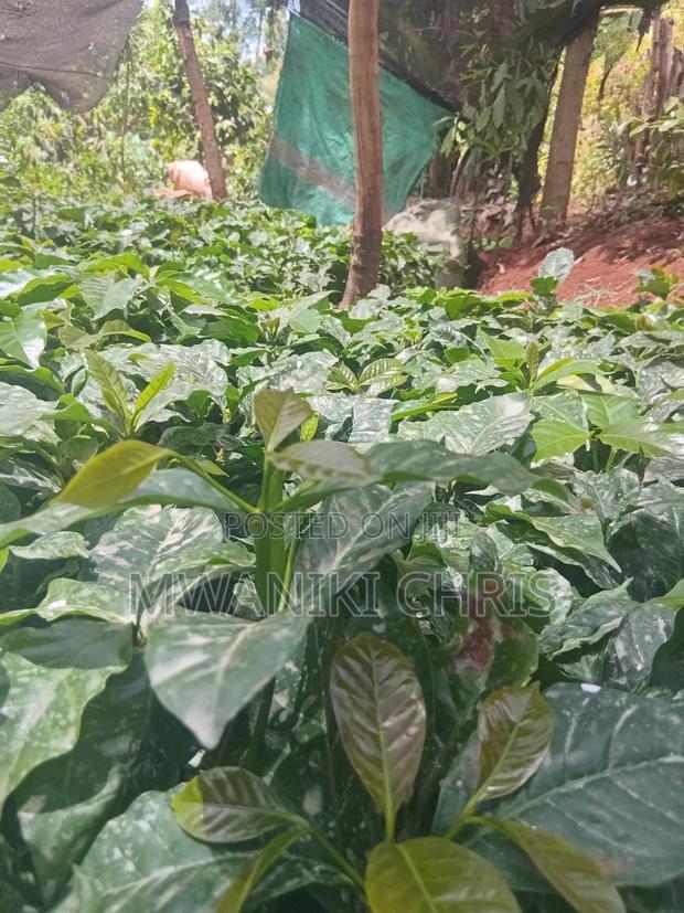 Grafted Coffee Ruiru 11 Seedlings - thumbnail 3