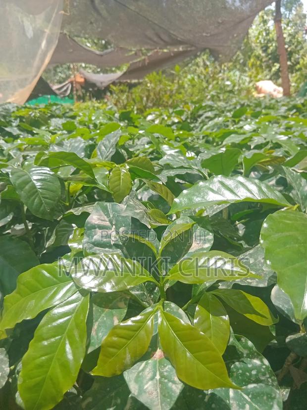 Grafted Coffee Ruiru 11 Seedlings - thumbnail 4
