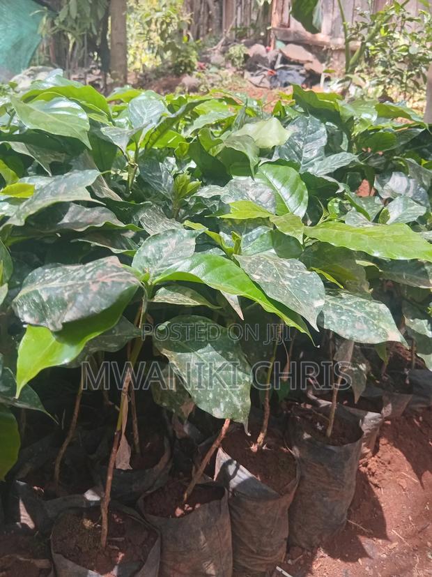 Grafted Coffee Ruiru 11 Seedlings - thumbnail 5