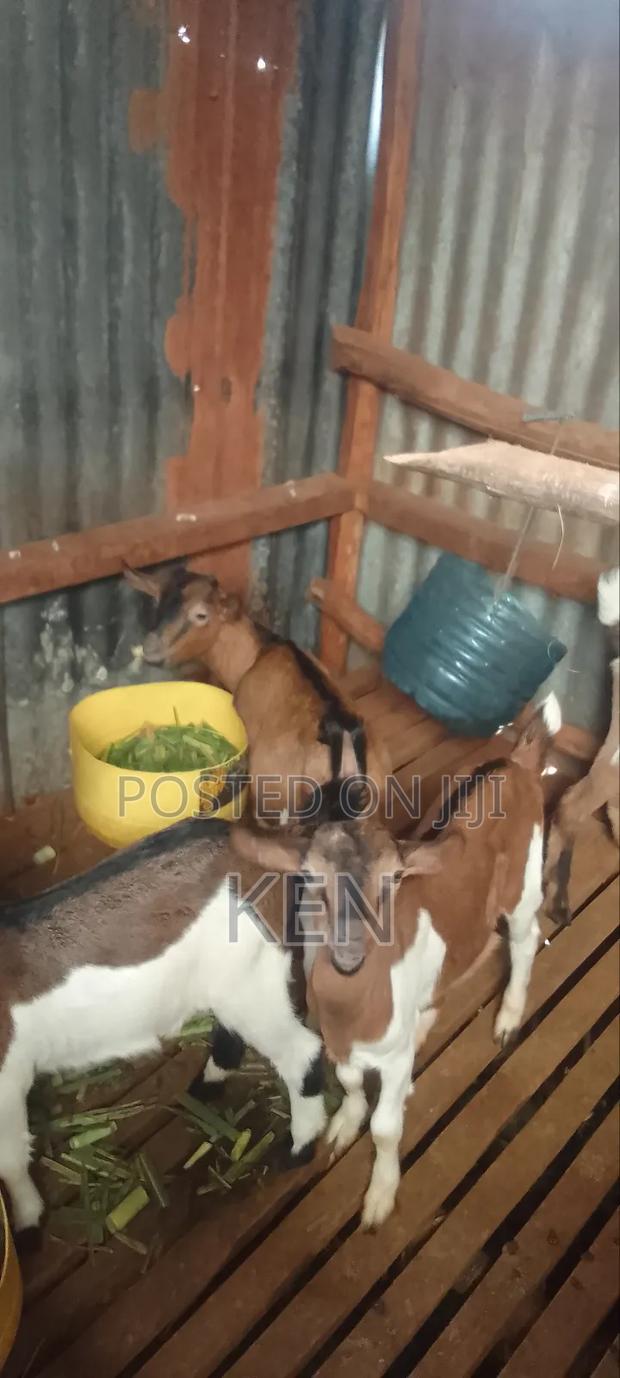 5 Young French Alpine Dairy Goat Bucks
