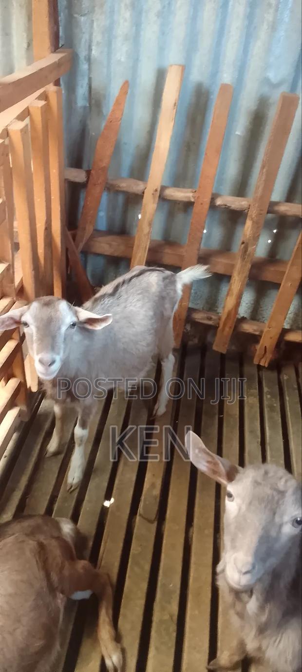 5 Young French Alpine Dairy Goat Bucks - thumbnail 2