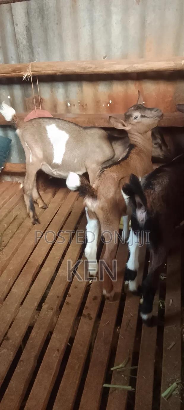 5 Young French Alpine Dairy Goat Bucks - thumbnail 3