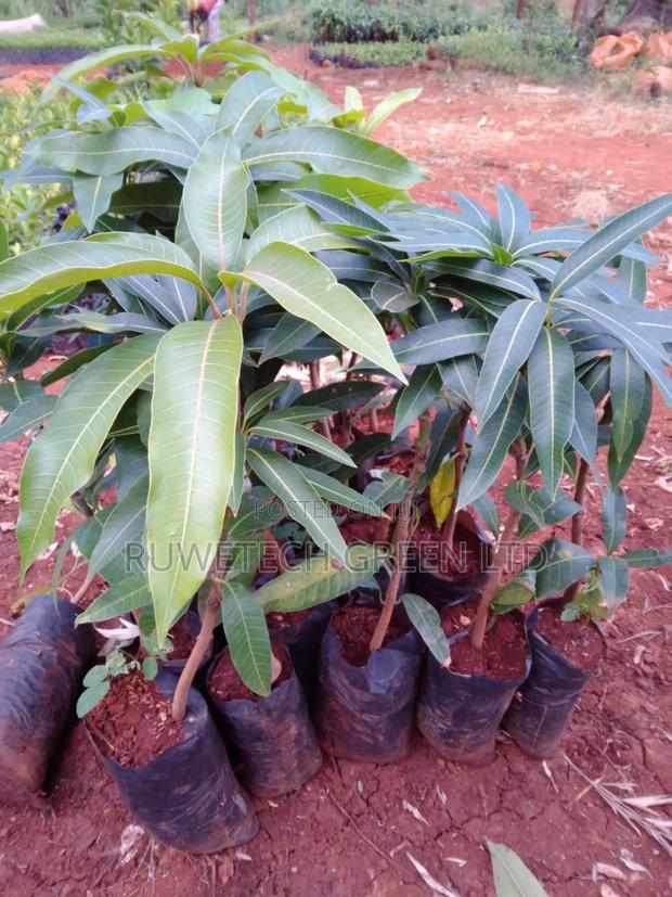 F1 Tommy Artkin Mango - main view